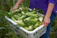 Zea Mays - Harvesting sweet corn 