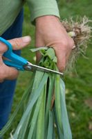Cutting tops of bare root leek plants before planting