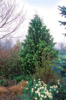 Chamaecyparis nootkatensis - Alaska Cedar, Nootka Cypress, Yellow Cypress. Portrait of conifer in garden setting with bulbs in April
