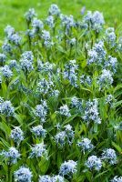 Amsonia tabernaemontana var. salicifolia, Blue Star