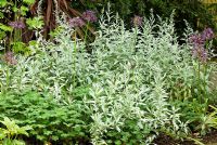 Artemisia ludoviciana 'Valerie Finnis', White Sage with Allium cristophii and Geranium renardii