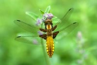 Libellula depressa - Broad bodied chaser dragonfly resting on Nepeta flower head in May