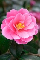 Camellia reticulata x saluenensis 'Inspiration' in March