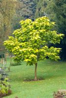 Catalpa bignonioides 'Aurea' - Indian Bean Tree