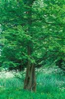 Metasequoia glyptostroboides - Dawn Redwood