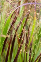 Panicum virgatum 'Purple Haze' - Switch grass