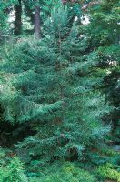 Sequoia sempervirens 'Adpressa' -  Californian Redwood in woodland setting