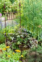 Wrought iron chair in garden with seat planted with fruit, herbs, annuals and moss. Petunia, Tomato, Chili and Salvia, Sage with Fennel in background and Marigold in foreground.