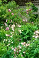 Pink and white boarder of aquilegias and roses