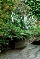 New Zeland style garden in London. Astelia chathamica, Dicksonia antartica, and Pseudopanax species form the planting in these raised beds bordered by rough poured concrete. The deck is borded out and rises to the planting bead. Fuchsia magellanica var. gracilis greens the wall as does ivy at the rear of the garden.