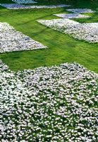 Crocus lawn - Three different species of crocus planted in rectangular patterns