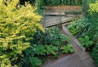 An aerial view of this New Zeland style garden in London. Planted with Astelia chathamica, Dicksonia antartica, Brachyglottis greyi and Pseudopanax species. The raised borders are contained by rough textured poured concrete. The deck is boarded out and rises to the planting bead. The walls are greened with Ivy, Trachelospermum jasminoides and Fuchsia magellanica var. gracilis and ivy. Seating area at the rear