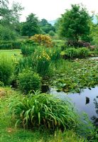 Large naturalistic pond with Iris pseudacorus and view to water meadows beyond