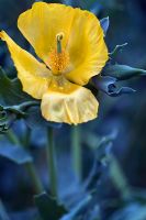 Glaucium flavum - Yellow Horned-poppy