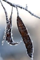 Cercis canadensis - Redbud seedpod with frost in winter