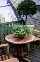 Wooden chairs on balcony with Laurus nobilis standard and Bacopa in pot on table - Les Jardins Agapanthe