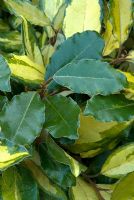 Leaf reversion on Elaeagnus x ebbingii 'Limelight'