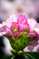 Rhododendron geraldii