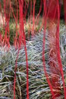 Cornus alba 'Sibirica' underplanted with Carex morrowii 'Fisher's Form' in the Sir Harold Hillier Gardens in Winter