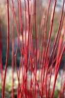 Cornus alba 'Sibirica' - Red stems in Winter at the Sir Harold Hillier Gardens