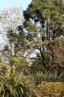 Pinus Engelmannii with Phormiums in the Sir Harold Hillier Gardens