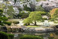 Garden view including Japanese maple, bonsai, and pathways leading through the traditional stroll garden at Hanami, Cherry blossom season at Shinjuku Gyoen National Garden, Tokyo, Japan
