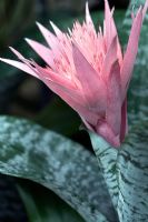 Aechmea fasciata - syn Billbergia rhodocyanea - Silver Urn Plant or Silver Vase Bromeliad