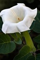 Datura blossom, also known as angel trumpet