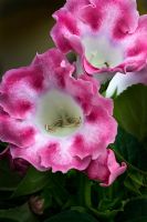 Gloxinia sinningia speciosa - Florist Gloxinia