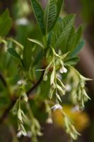 Oemleria cerasiformis - Indian Plum