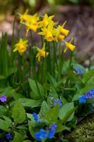 Narcissus 'Tete-a-tete' and Omphalodes verna