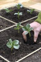 Man planting young broad bean plants in beds designed for square foot gardening