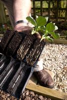 Planting broad beans 'The Sutton' seedlings from Rootrainers in early Spring
