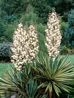 Yucca gloriosa 'Variegata' syn. aureovariegata