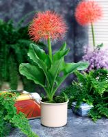 Scadoxus multiflorus - Blood Lily in pot