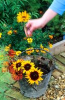 Picking flowers and placing into an old metal bucket of water - Rudbeckia hirta 'Chim Chiminee' and Rudbeckia hirta 'Sputnik' 