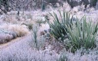Winter bed - The Dry Garden, Cambridge Botanic Gardens
