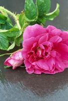 Rosa 'Roseraie de l'Hay'
