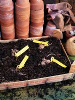 Overwintering Dahlia tubers in tray of bark - Individual named tubers are labelled with tags