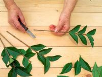 Taking hardwood cuttings - preparing cuttings of semi evergreen sp. Ligustrum, removing the lower leaves 