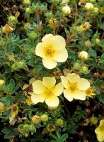 Potentilla fruticosa 'Primrose Beauty' - Shrubby Cinquefoil