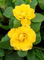 Primula 'Belarina Butter Yellow'