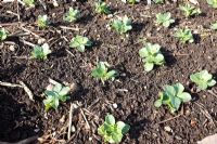 Vicia fabia - Nitrogen fixation using field beans as green manures