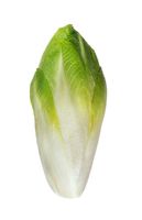 Cichorium intybus var. sativum - Chicory