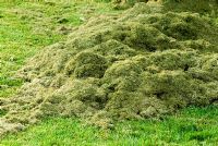 Grass cuttings from lawn mowing