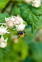 Rubus idaeus - Flower and early forming fruit of a raspberry with a Bee in late May