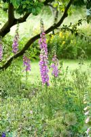 Digitalis - Foxgloves in a border with seed heads of Alliums and Aquilegia in June, Gowan Cottage