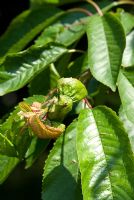 Colonies of blackfly sap feeding aphids - Mysus cerasi on Prunus - Cherry leaf causing leaf to curl in June, Gowan Cottage