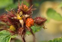 Rubus phoenicolasius - Japanese Wineberry in an organic kitchen garden showing near ripe berry, unripe berry and orange hull after picked berry in August