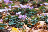 Cyclamen hederifolium amongst autumn leaves in October